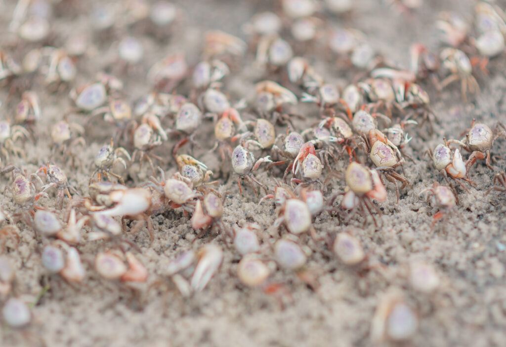 Surf City NC Engagement 